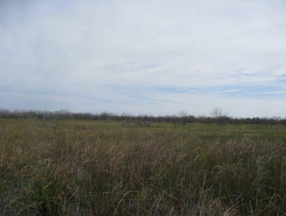 Example South Texas: Pondshore Herbaceous Vegetation.jpg