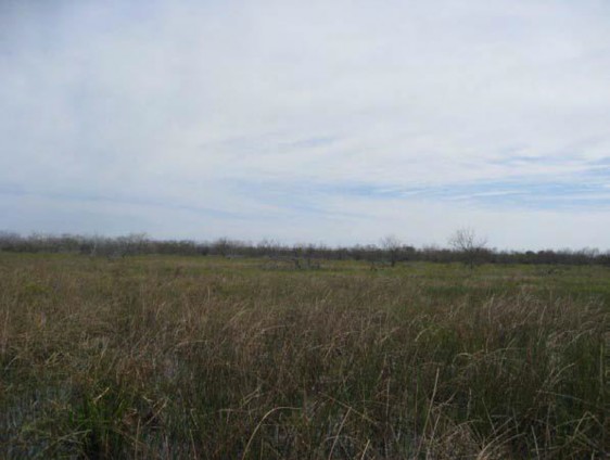 Example South Texas: Pondshore Herbaceous Vegetation.jpg Example South Texas: Pondshore Herbaceous Vegetation.jpg