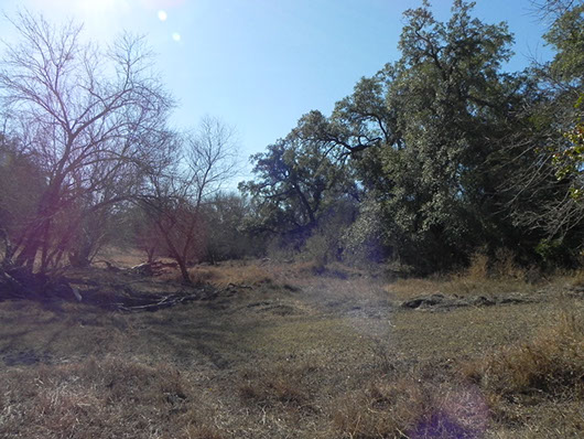 south texas-floodplain evergreen forest and woodland-1484.jpg