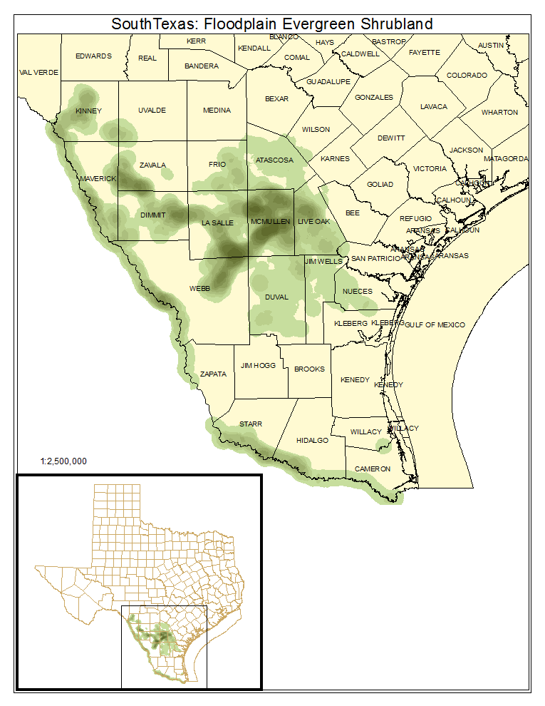 South Texas: Floodplain Evergreen Shrubland