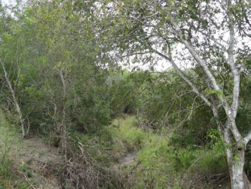Example South Texas: Floodplain Evergreen Shrubland.jpg Example South Texas: Floodplain Evergreen Shrubland.jpg