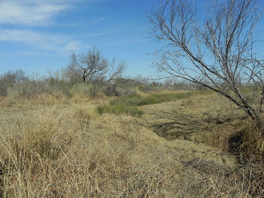 south texas-floodplain grassland-1419.jpg