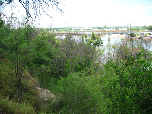 south texas-floodplain hardwood forest and woodland-577.jpg south texas-floodplain hardwood forest and woodland-577.jpg