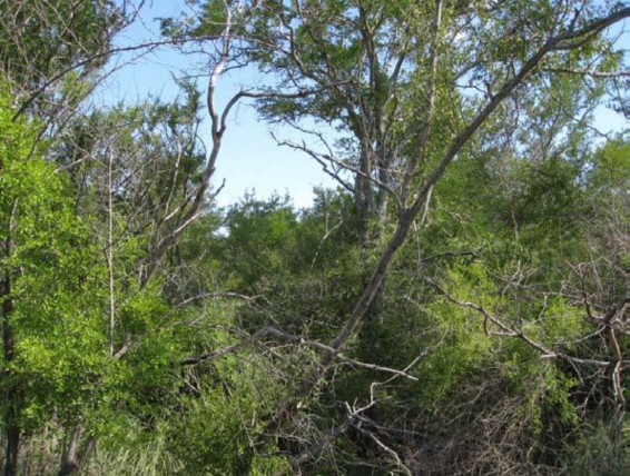 Example South Texas: Floodplain Mixed Deciduous/Evergreen Forest and Woodland.jpg