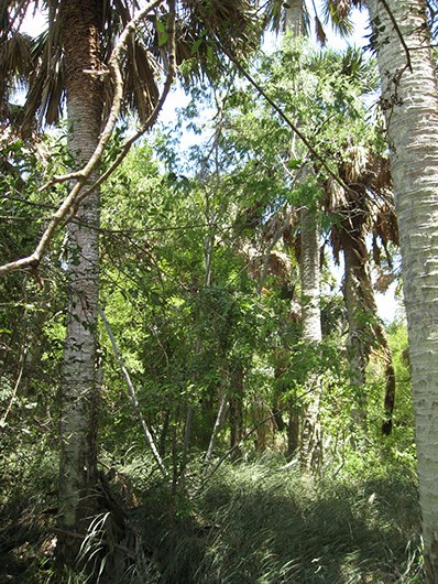 Example south texas: palm grove.jpg Example south texas: palm grove.jpg