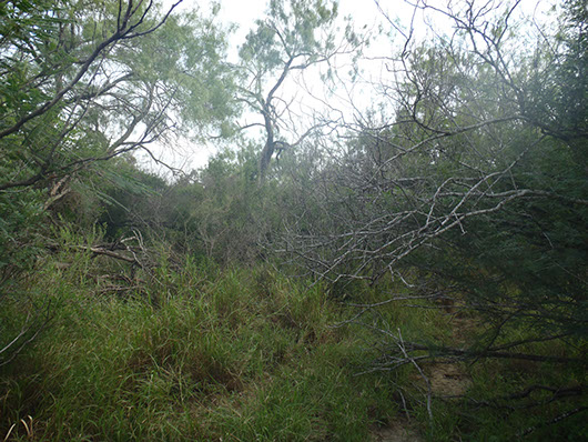 south texas-ramadero dense shrubland-777.jpg