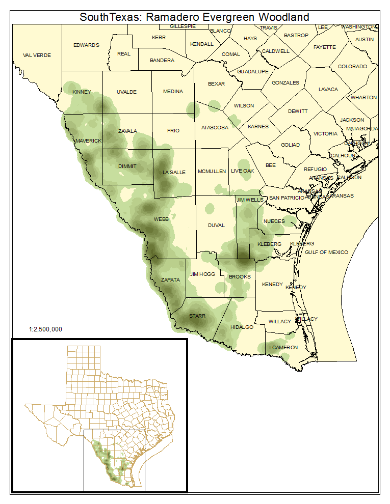 South Texas: Ramadero Evergreen Woodland