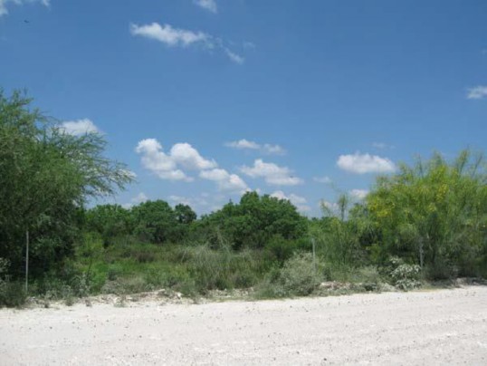 Example South Texas: Ramadero Evergreen Woodland.jpg Example South Texas: Ramadero Evergreen Woodland.jpg