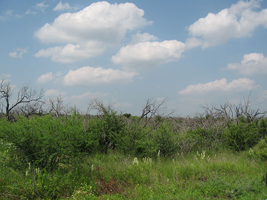 south texas-ramadero shrubland-141.jpg south texas-ramadero shrubland-141.jpg