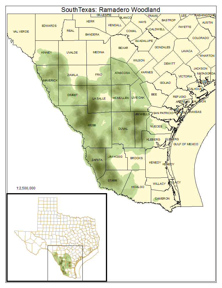 South Texas: Ramadero Woodland