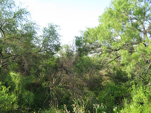 south texas-ramadero woodland-154.jpg south texas-ramadero woodland-154.jpg