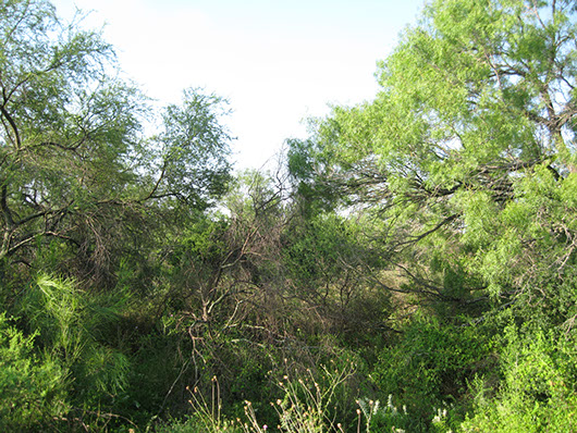 south texas-ramadero woodland-154.jpg