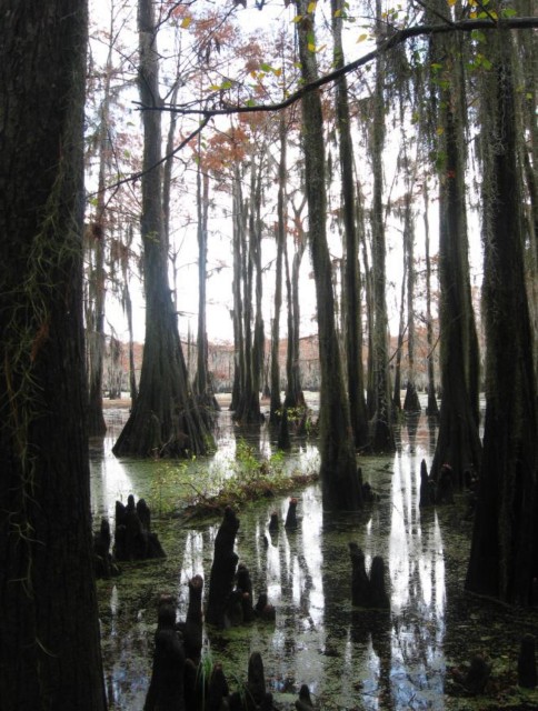 Example Pineywoods: Bottomland Baldcypress Swamp.jpg Example Pineywoods: Bottomland Baldcypress Swamp.jpg