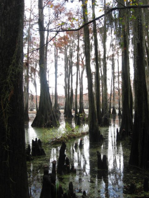 Example Pineywoods: Bottomland Baldcypress Swamp.jpg