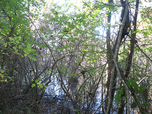 pineywoods-deciduous successional bottomland shrubland-344.jpg