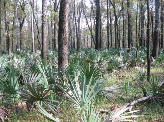 Example Pineywoods: Bottomland Seasonally Flooded Hardwood Forest.jpg