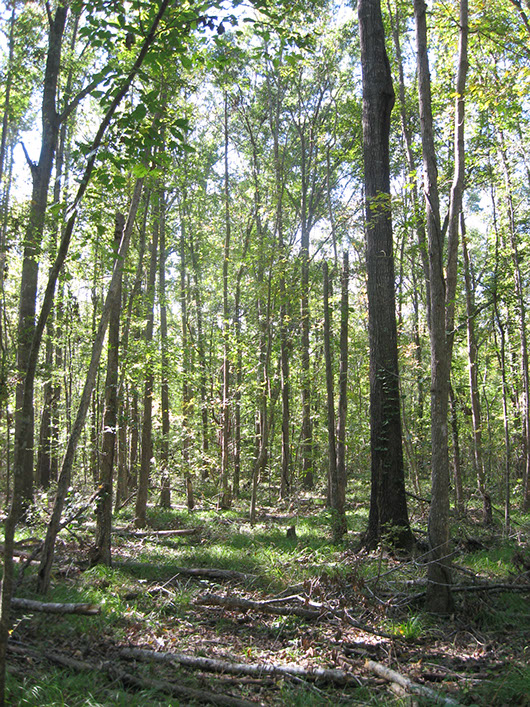 pineywoods-temporarily flooded bottomland hardwood forest-336.jpg