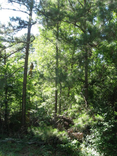 Example Pineywoods: Bottomland Temporarily Flooded Mixed Pine/Hardwood Forest.jpg