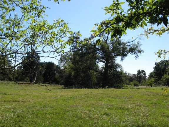 Example Pineywoods: Bottomland Wet Prairie.jpg Example Pineywoods: Bottomland Wet Prairie.jpg