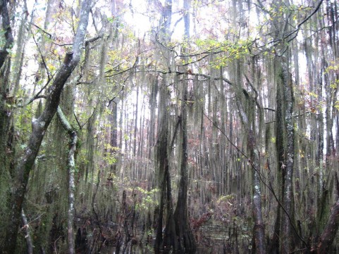 Example Gulf Coast: Near-Coast Baldcypress Swamp.jpg Example Gulf Coast: Near-Coast Baldcypress Swamp.jpg