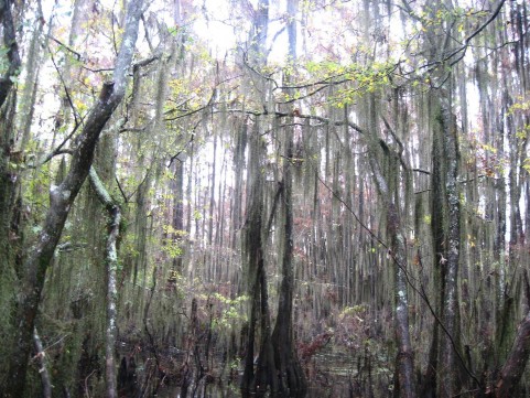 Example Gulf Coast: Near-Coast Baldcypress Swamp.jpg