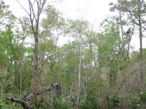 Example Pineywoods: Wet Hardwood Flatwoods.jpg Example Pineywoods: Wet Hardwood Flatwoods.jpg