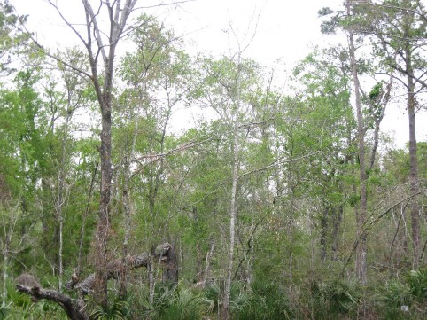 Example Pineywoods: Wet Hardwood Flatwoods.jpg