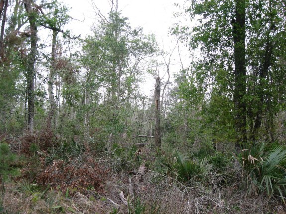 Example Pineywoods: Hardwood Flatwoods.jpg