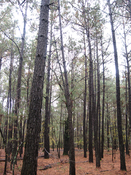 pineywoods-longleaf or loblolly pine flatwoods or plantation-583.jpg