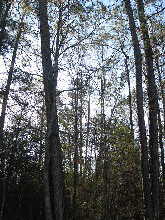 pineywoods-longleaf or loblolly pine-hardwood flatwoods or plantation-1034.jpg