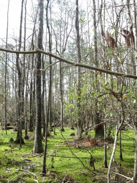 Example Pineywoods: Seepage Swamp and Baygall.jpg