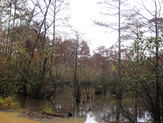 pineywoods-small stream and riparian baldcypress swamp-571.jpg