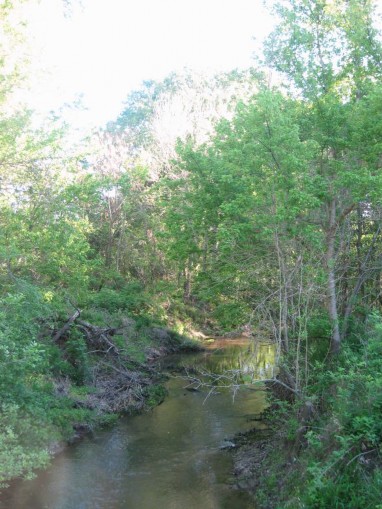 Example Pineywoods: Small Stream and Riparian Deciduous Successional Shrubland.jpg