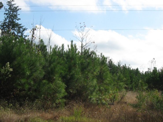 Example Pineywoods: Small Stream and Riparian Evergreen Successional Shrubland.jpg