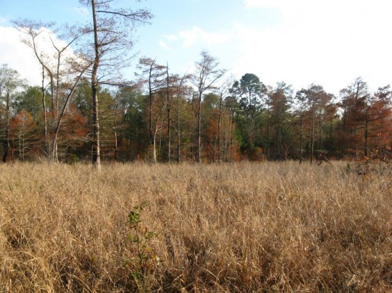 Example Pineywoods: Small Stream and Riparian Herbaceous Wetland.jpg