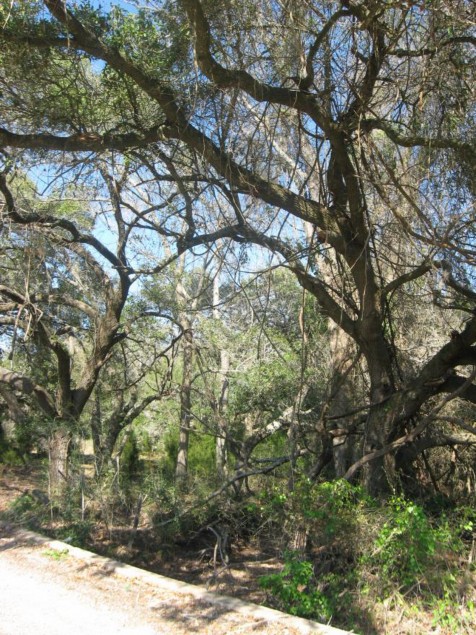 Example Pineywoods: Small Stream and Riparian Live Oak Temporarily Flooded Forest.jpg