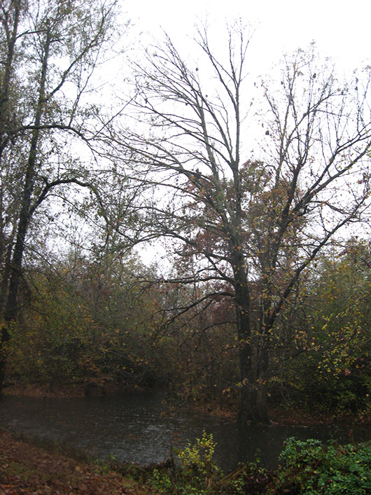 pineywoods-small stream and riparian seasonally flooded hardwood forest-551.jpg