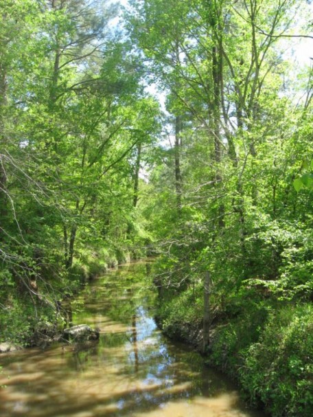 Example Pineywoods: Small Stream and Riparian Temporarily Flooded Hardwood Forest.jpg