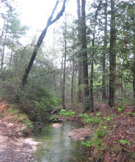 Example Pineywoods: Small Stream and Riparian Temporarily Flooded Mixed Forest.jpg Example Pineywoods: Small Stream and Riparian Temporarily Flooded Mixed Forest.jpg