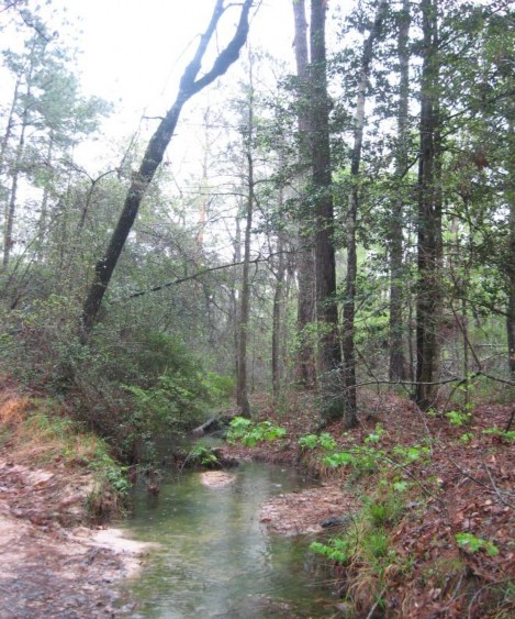 Example Pineywoods: Small Stream and Riparian Temporarily Flooded Mixed Forest.jpg