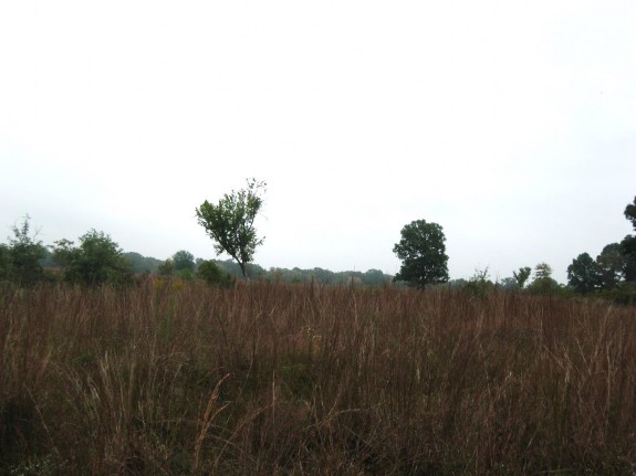 Example Pineywoods: Small Stream and Riparian Wet Prairie.jpg