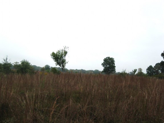 Example Pineywoods: Small Stream and Riparian Wet Prairie.jpg Example Pineywoods: Small Stream and Riparian Wet Prairie.jpg