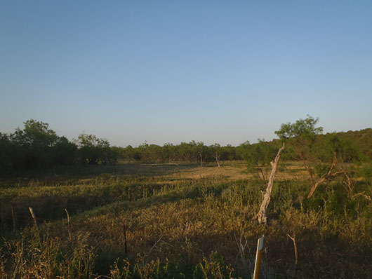 high plains-floodplain deciduous shrubland-452.jpg high plains-floodplain deciduous shrubland-452.jpg