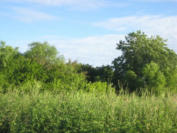 Example High Plains: Floodplain Hardwood Forest.jpg