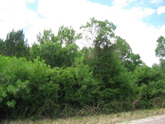 Example High Plains: Floodplain Hardwood/Juniper Forest.jpg Example High Plains: Floodplain Hardwood/Juniper Forest.jpg