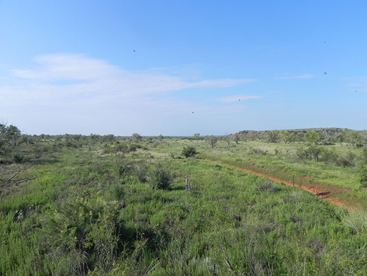 high plains-floodplain herbaceous vegetation-1110.jpg