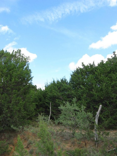 Example High Plains: Floodplain Juniper Forest.jpg