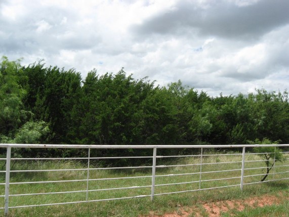 Example High Plains: Floodplain Juniper Shrubland.jpg Example High Plains: Floodplain Juniper Shrubland.jpg
