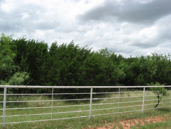 Example High Plains: Floodplain Juniper Shrubland.jpg