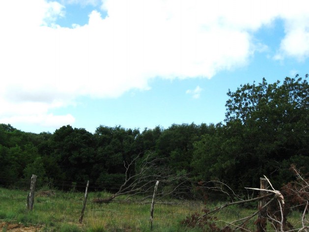 Example High Plains: Floodplain Live Oak Forest.jpg Example High Plains: Floodplain Live Oak Forest.jpg